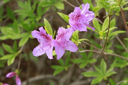 nature  plants  flowers