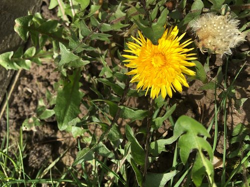 nature  flora  flower