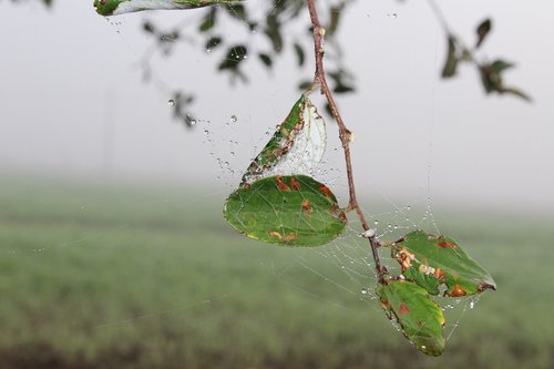 nature  leaf  tree