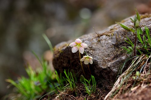 nature  plants  flowers