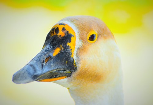 nature  wildlife  bird