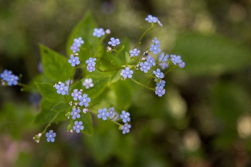 nature  flower  flora