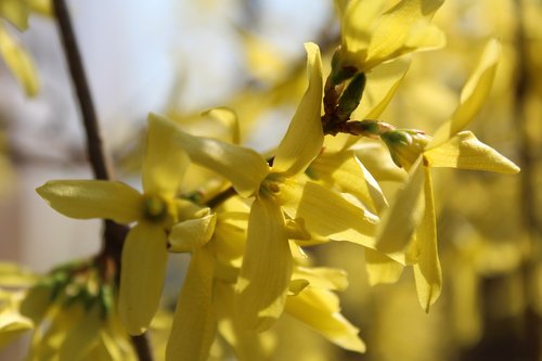 nature  plant  flower