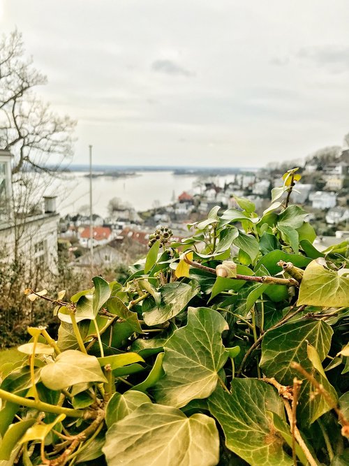 nature  leaf  plant