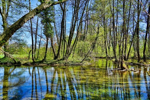 nature  waters  wood