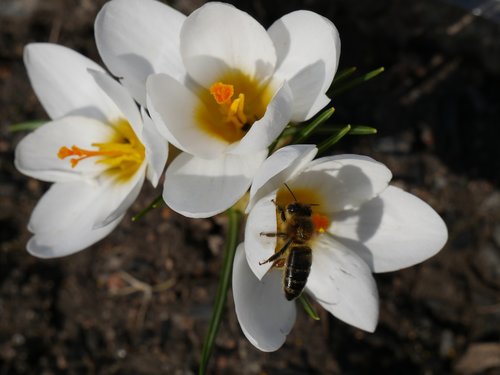 nature  flora  flowers