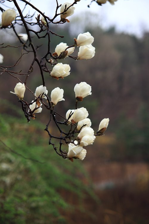 nature  wood  flowers