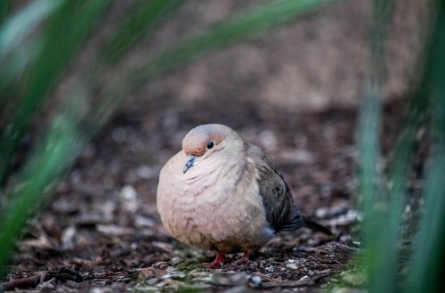 nature  bird  wildlife