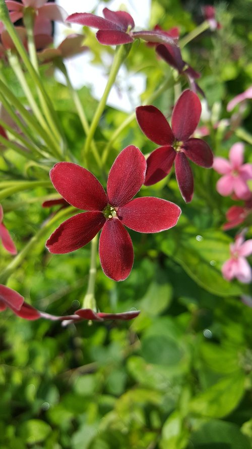 nature  flora  flower