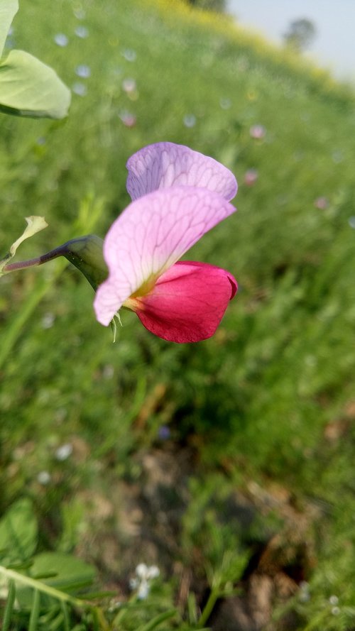 nature  flower  flora