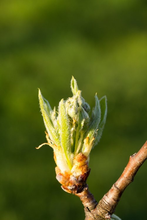 nature  plant  leaf