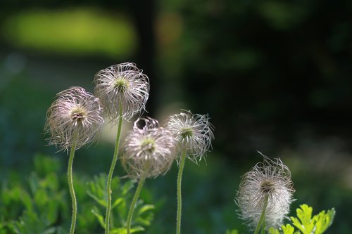 nature  flowers  plants