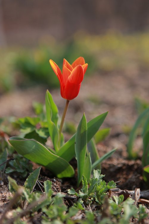 nature  plants  flowers