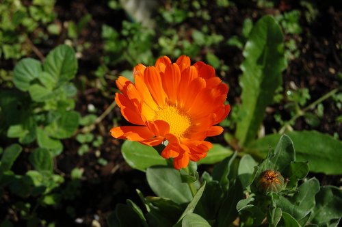 nature  flower  garden