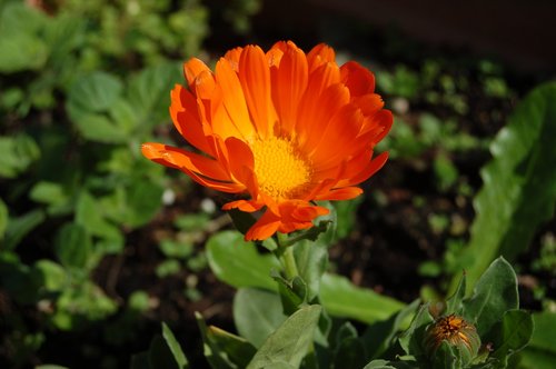 nature  flower  garden