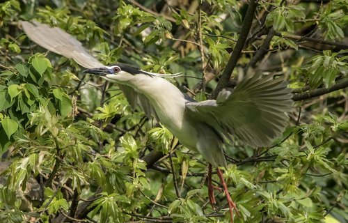 nature  bird  wildlife