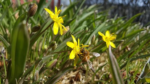 nature  plant  flower