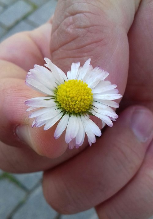 nature  flower  beautiful