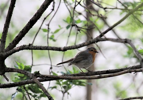 nature  tree  bird