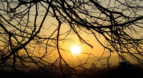 nature  tree  sunset