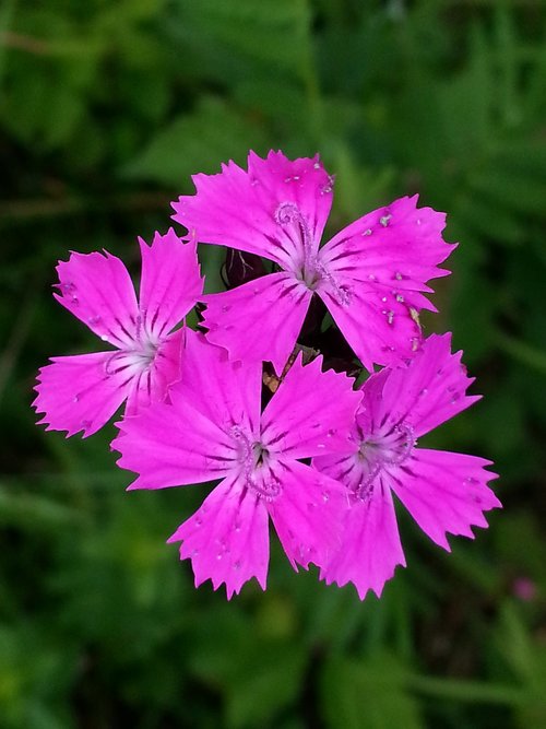 nature  flower  plant