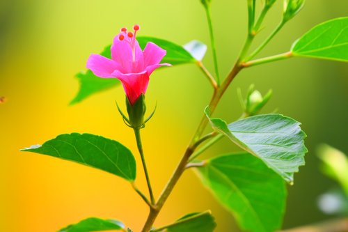 nature  leaf  flora