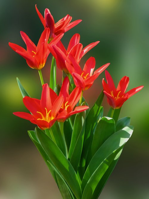 nature  tulip  flower