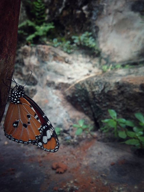 nature  insect  butterfly