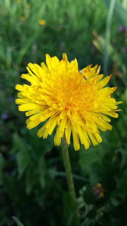 nature  summer  flower