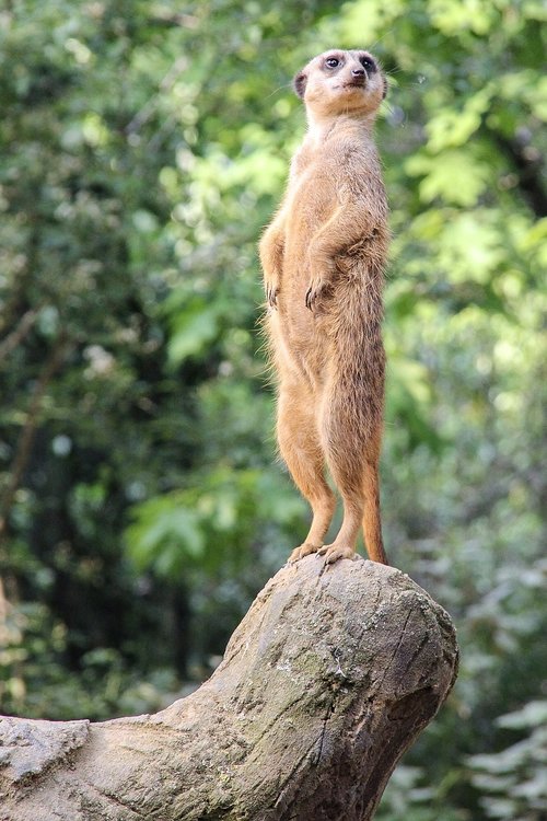 nature  animal world  meerkat