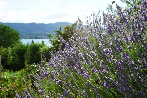 nature  flower  plant