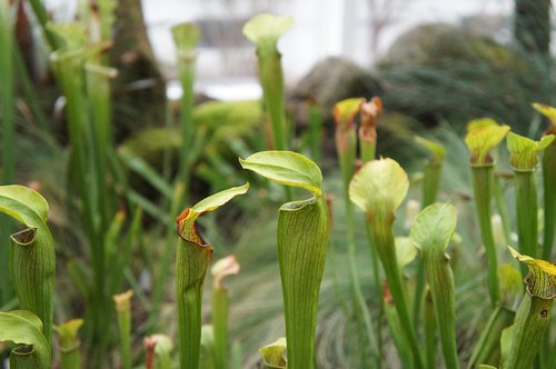 nature  plant  leaf