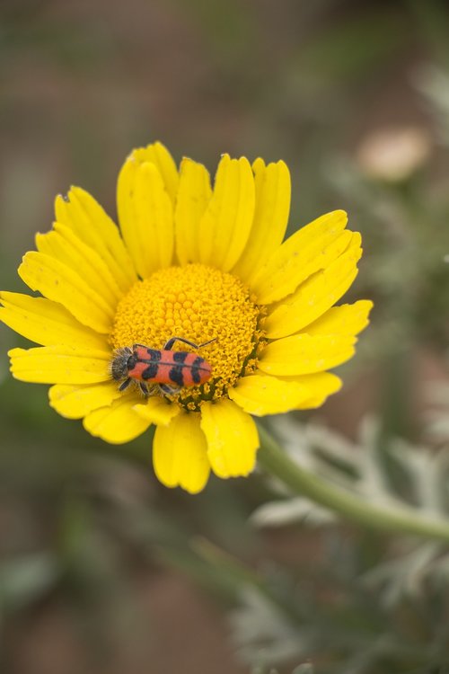 nature  flora  flower