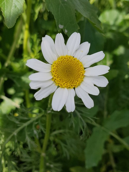 nature  plant  flower