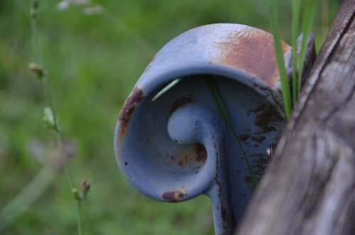 nature  outdoors  plant