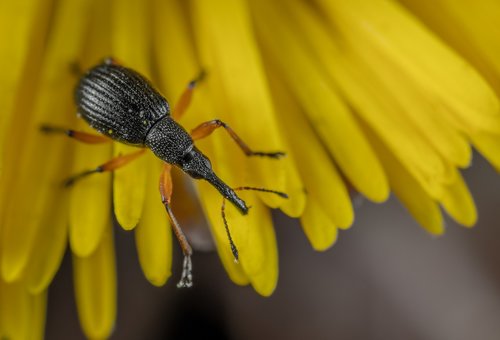 nature  outdoors  insect