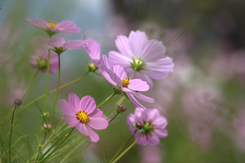 nature  flowers  plants