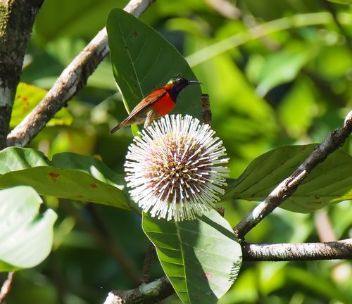 nature  leaf  flora