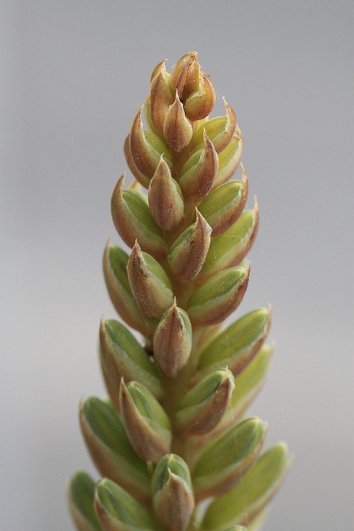 nature  plant  triticum