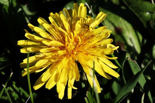 nature  flower  flora