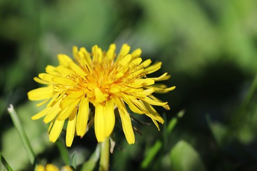 nature  flower  flora