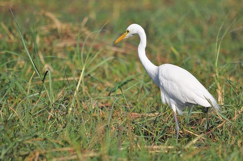 nature  wildlife  bird