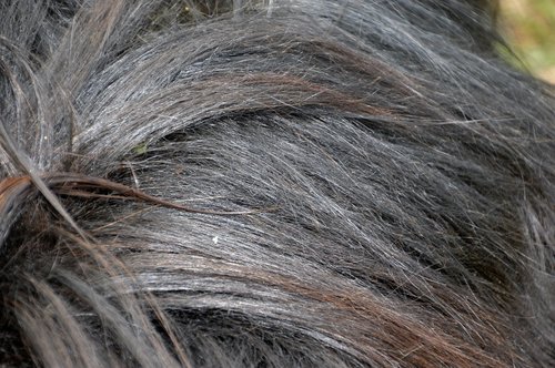 nature  close up  hair