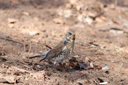 nature  living nature  bird