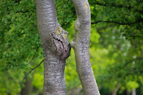 nature  tree  wood