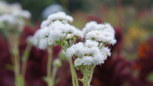 nature  plant  flower