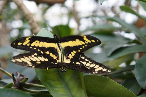 nature  insect  butterfly