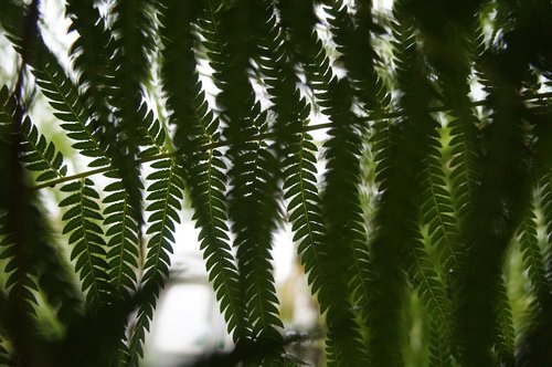 nature  plant  growth