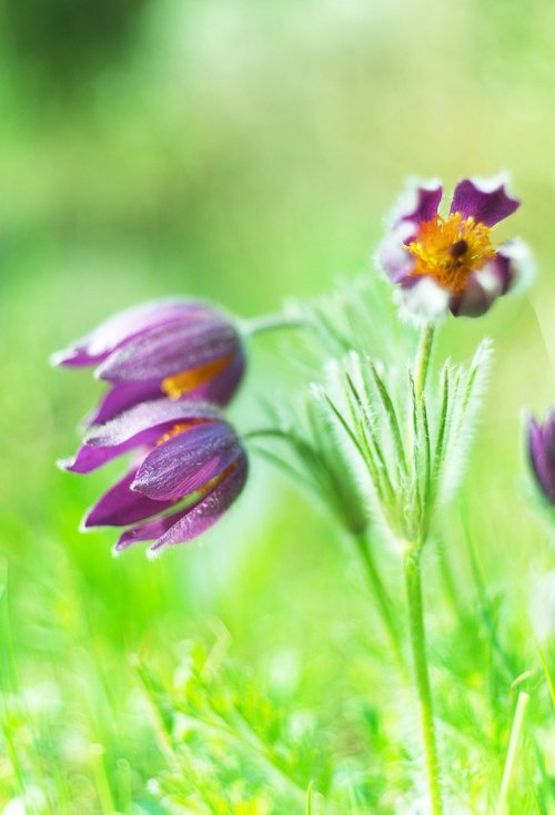 nature  flower  plant