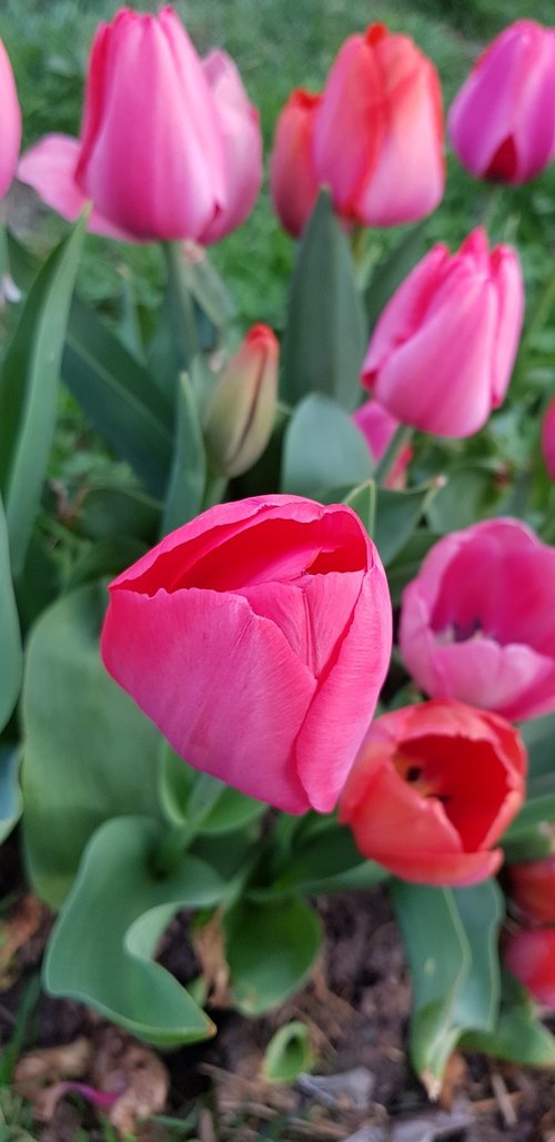 nature  flower  plant